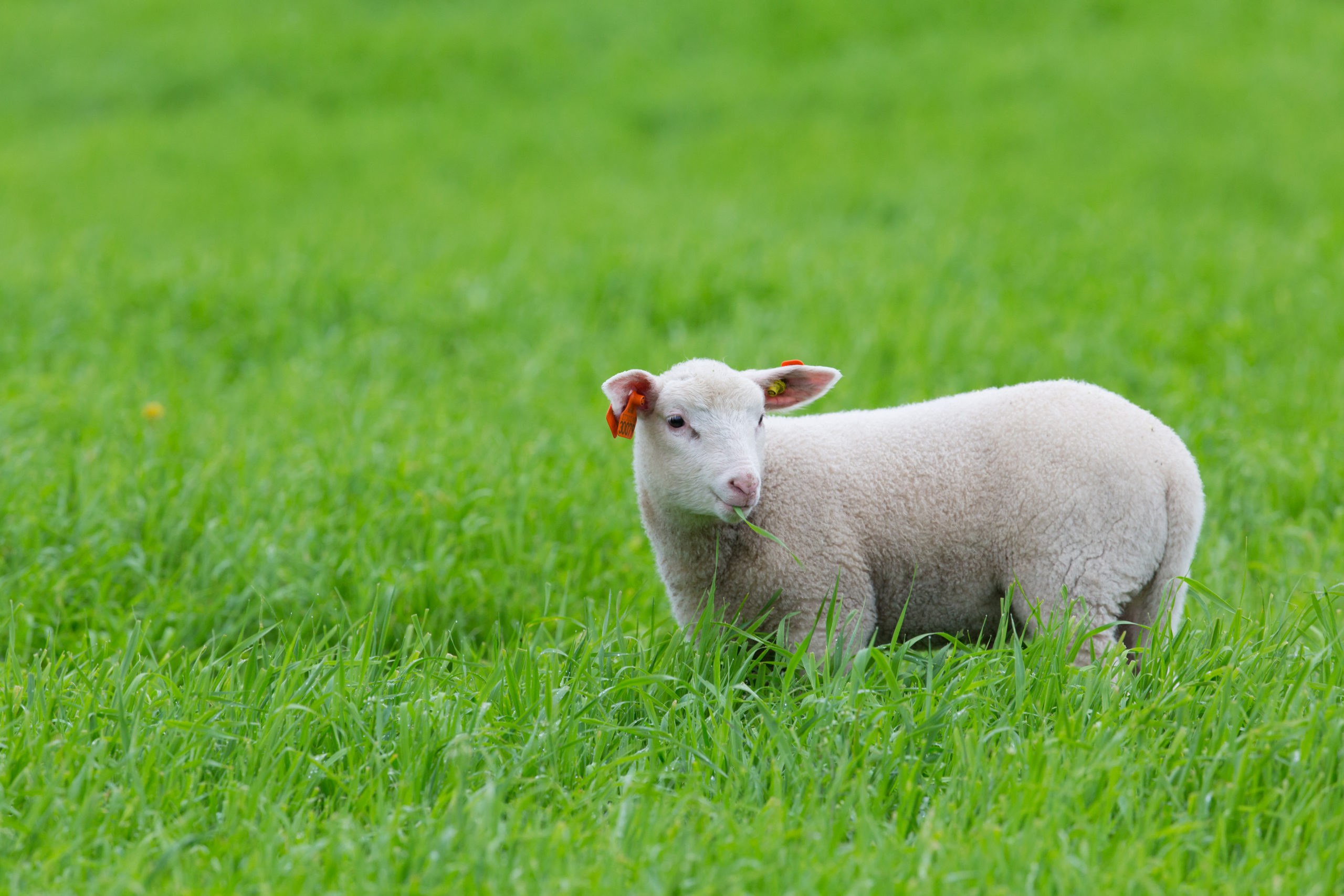 lamb standing in grass 2022 12 16 10 00 46 utc scaled